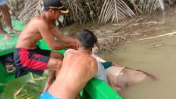 Tim SAR Berhasil Temukan Korban Yang Diterkam Buaya Mengambang Diatas Sungai