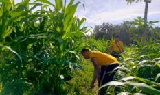 Kapolsek Selemadeg barat pimpin perawatan tanaman Jagung usia 2 bulan di Desa Lumbung
