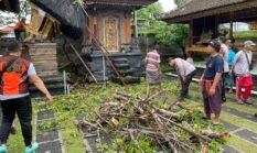 Wujud Kepedulian Polri, Polsek Mengwi dan Warga Bersinergi Tangani Pohon Tumbang di Abianbase
