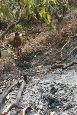 Api Lahap Kebun Kakao di Tutar Polman, Warga dan Polisi Bergerak Cepat